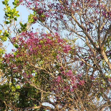 Hotel Fazenda Arara Azul Carolina  Kültér fotó