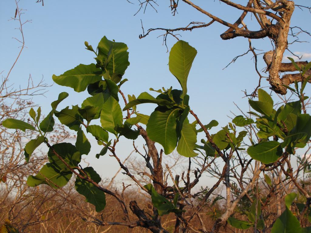 Hotel Fazenda Arara Azul Carolina  Kültér fotó