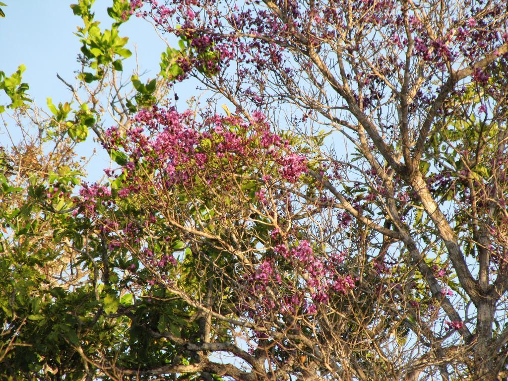 Hotel Fazenda Arara Azul Carolina  Kültér fotó